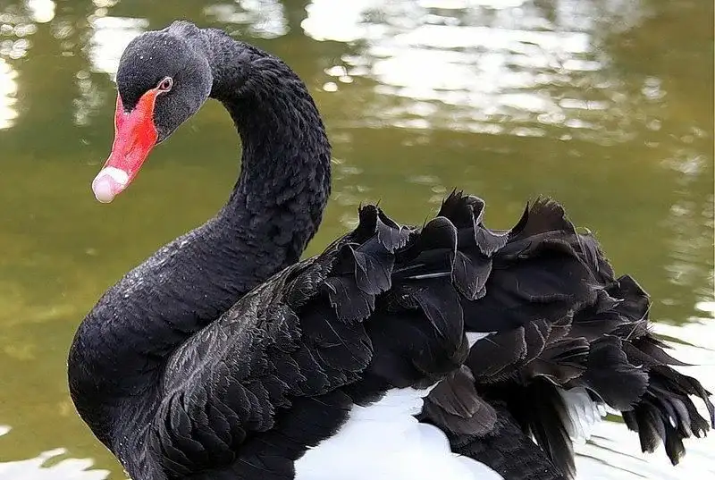 10 Surprising Reasons Black Swan Marketing Group Outperforms Competitors